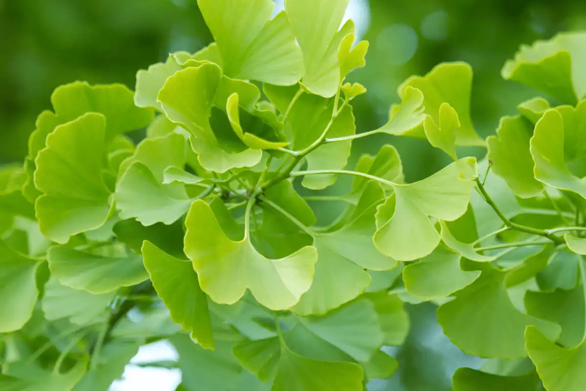 Ginkgo (Ginkgo biloba)