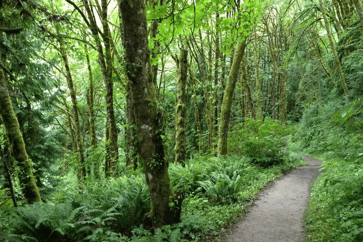 Taman Hutan di Portland. 