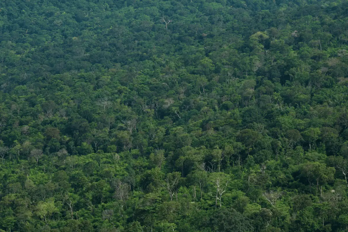 hutan yang lebat di penuhi pepohonan.