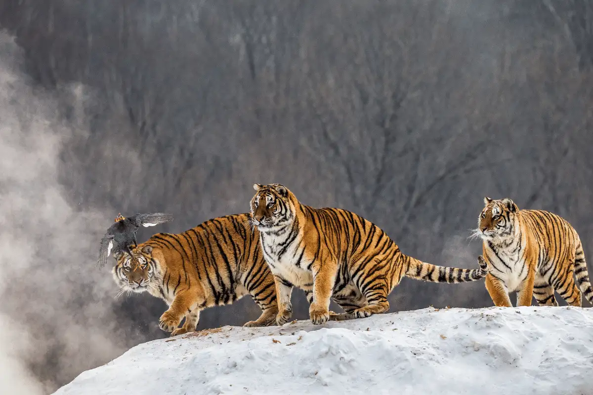 Harimau Cina Selatan