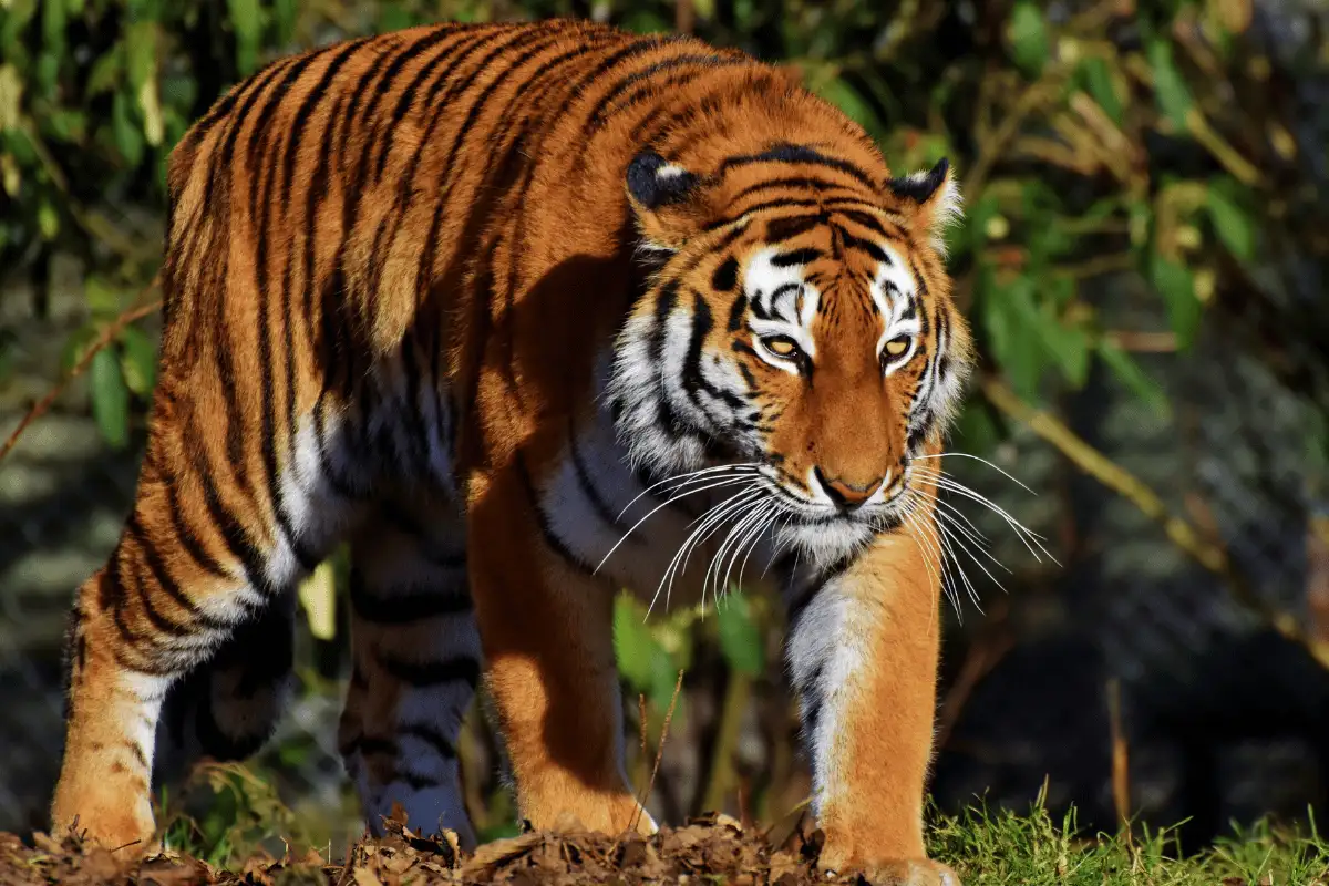 Harimau Sumatra