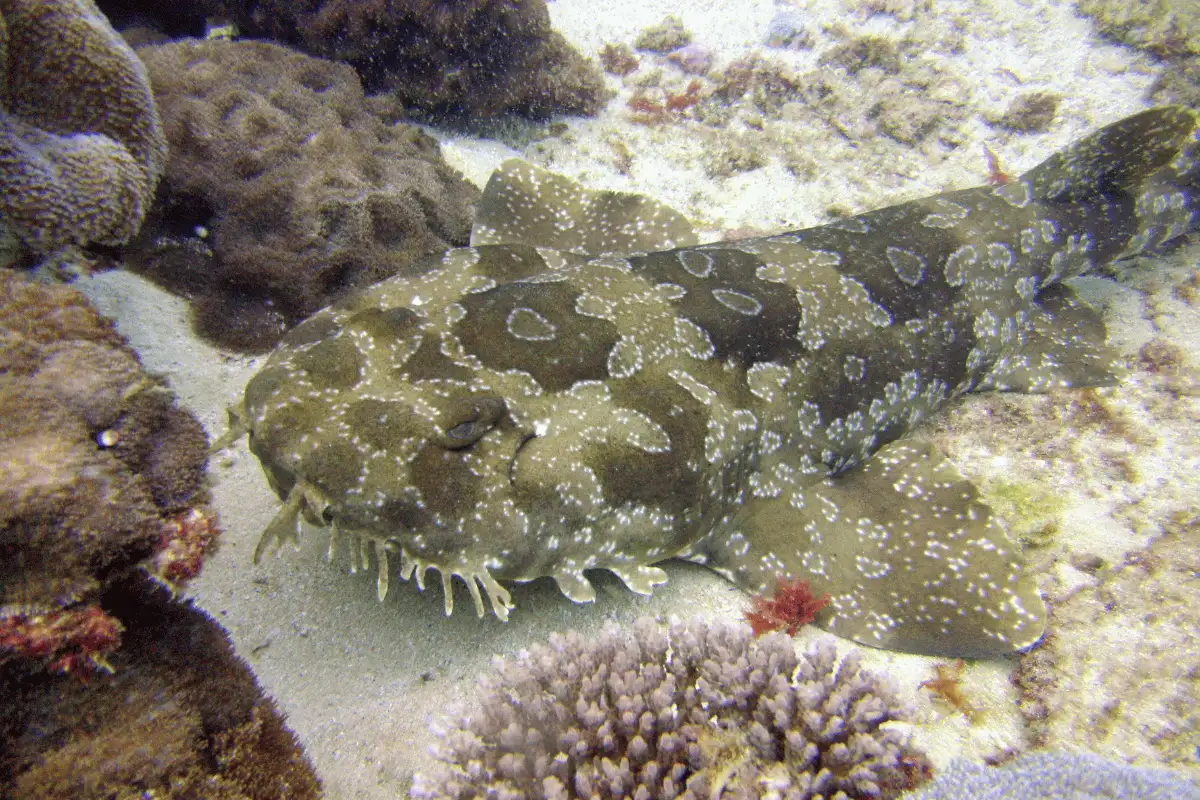 Hiu Wobbegong