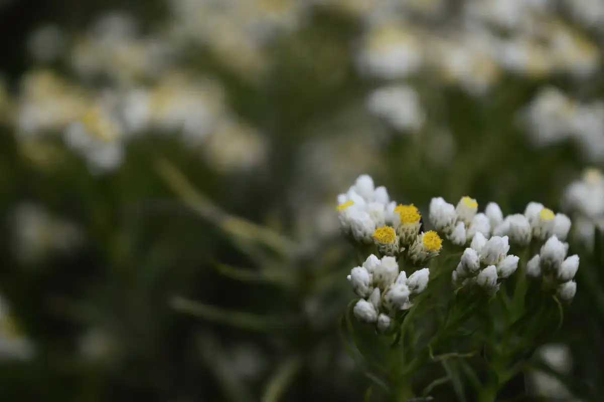 Bunga edelweiss. 