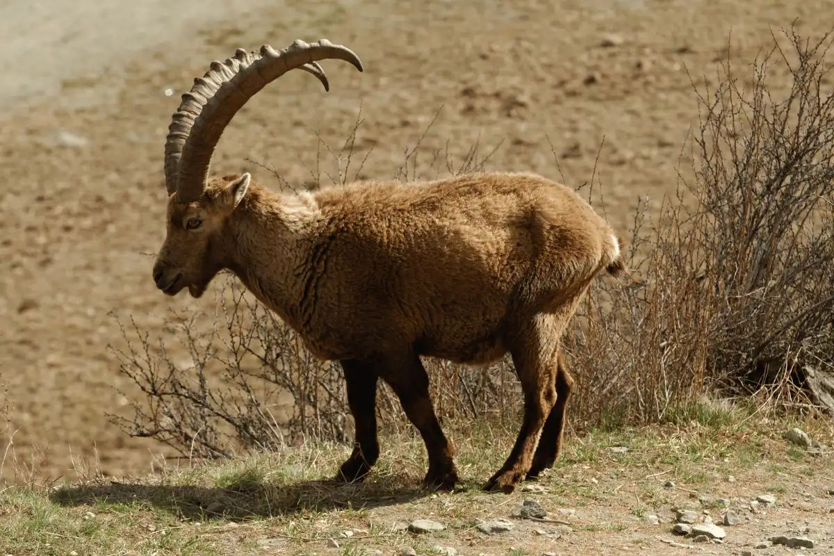 Ibex