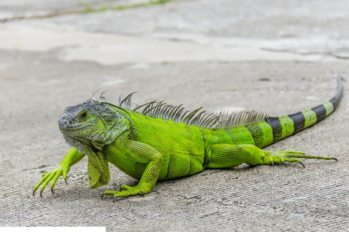 Iguana