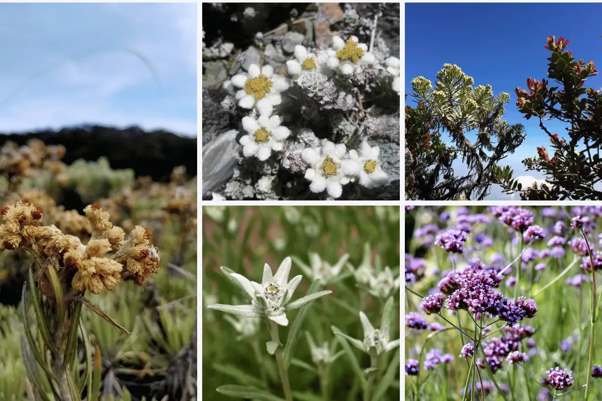 Bunga Edelweiss