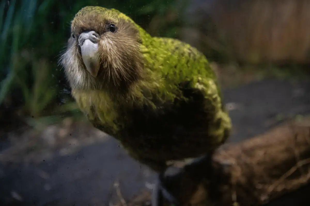 Kakapo