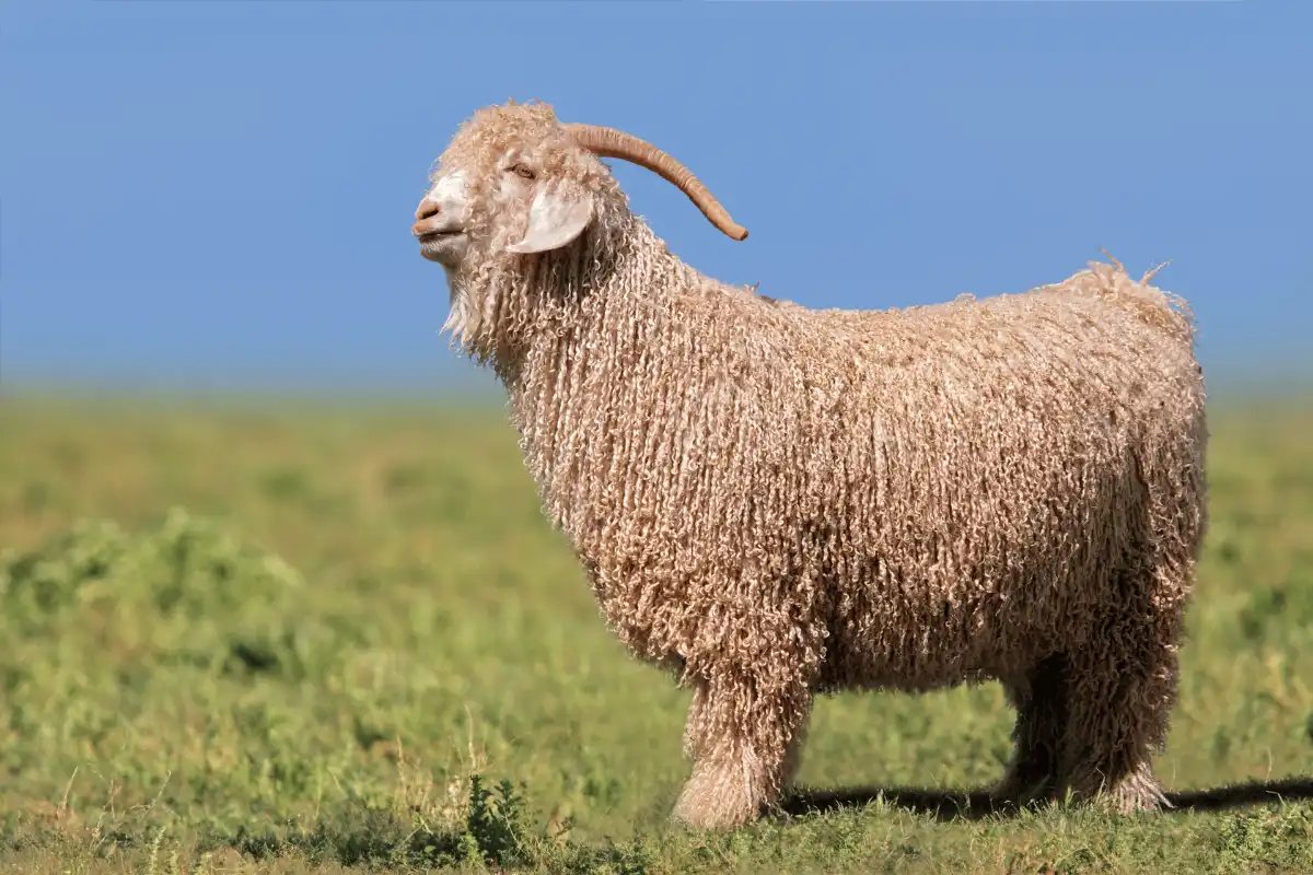 Kambing Angora