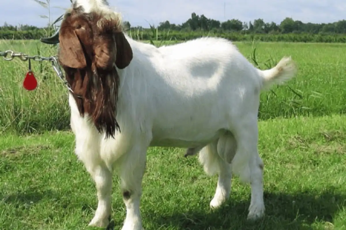 Kambing Boer