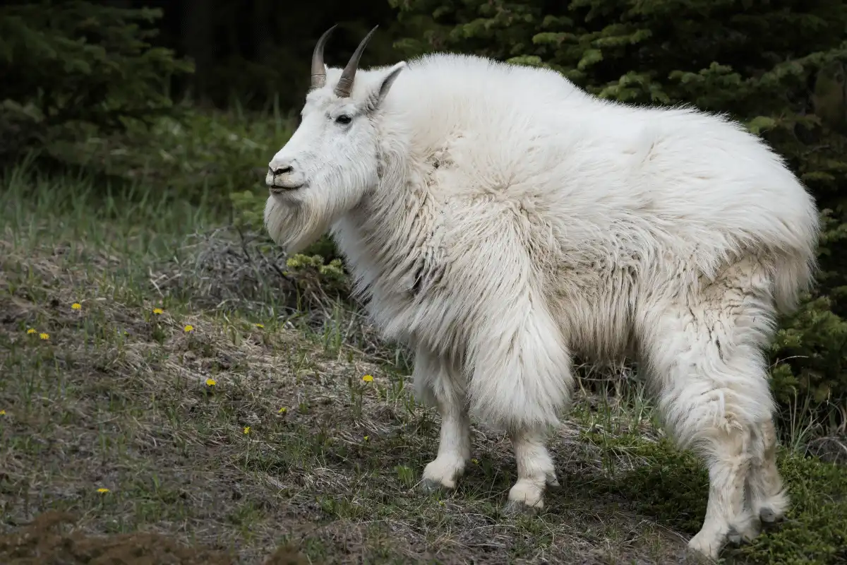 Kambing Gunung