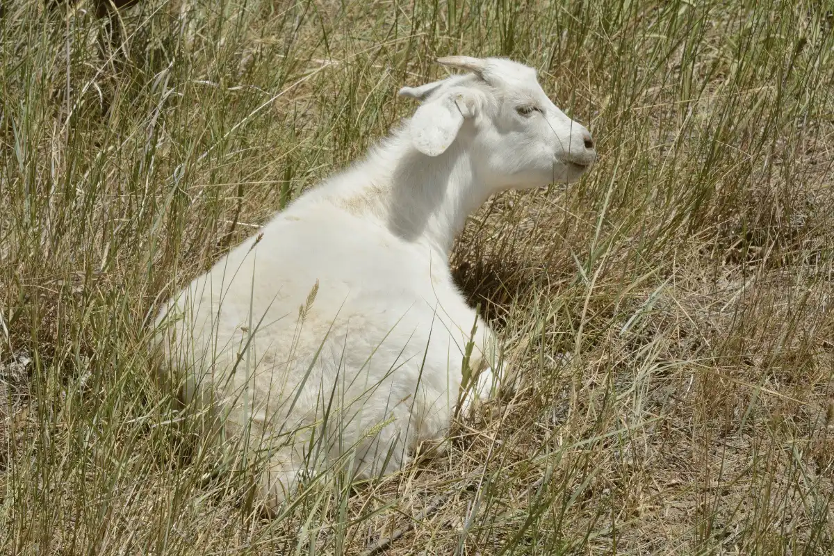 Kambing Kiko