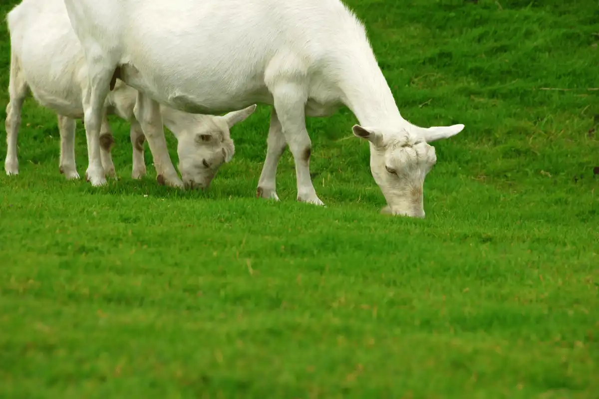 Kambing Saanen