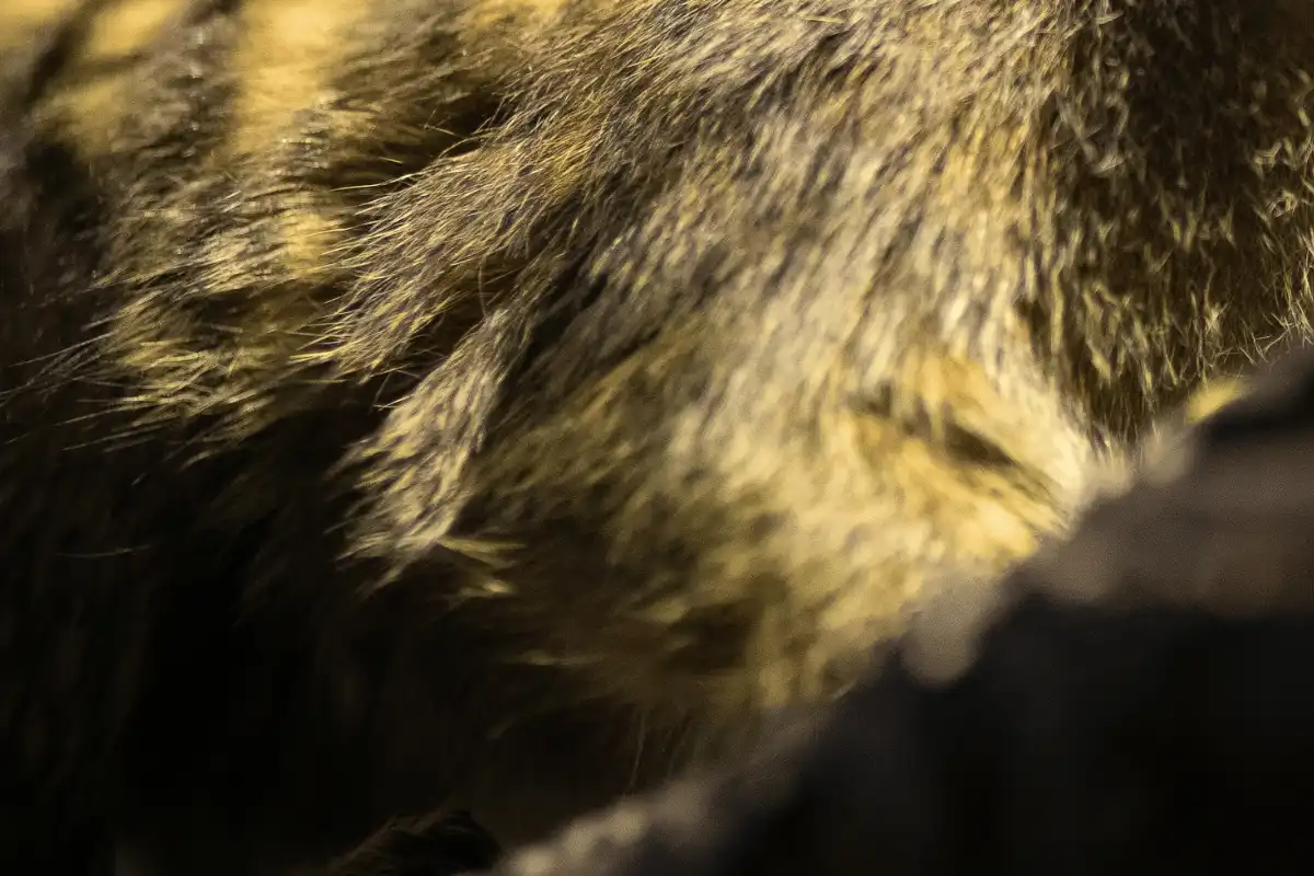 Pygmy Marmoset. 