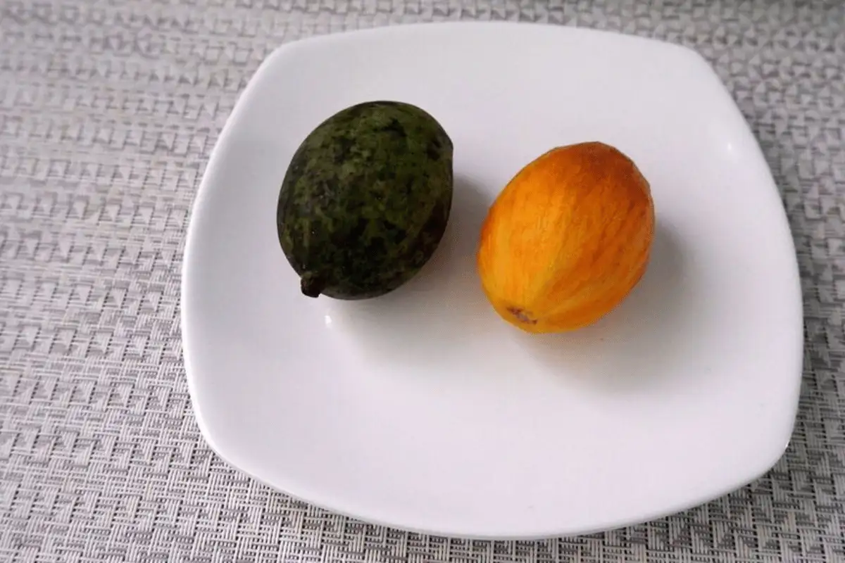 Mangga Kasturi