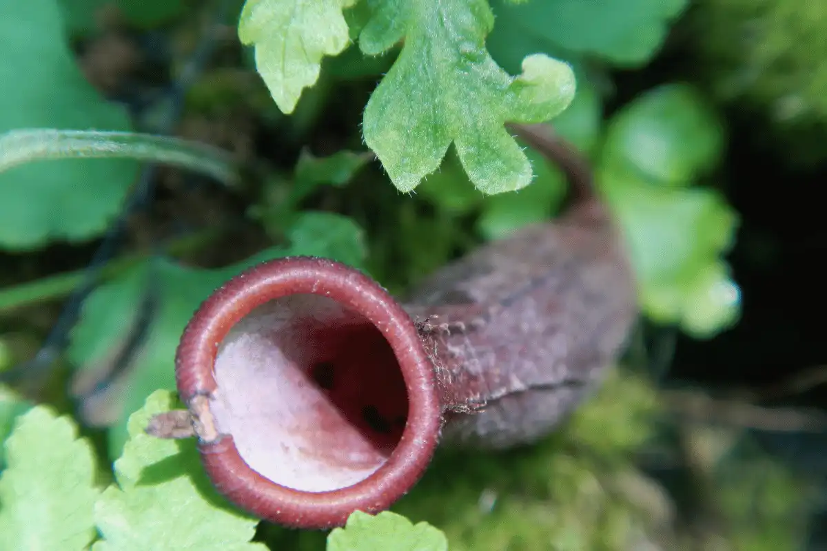 Kantong Semar (Nepenthes spp.)