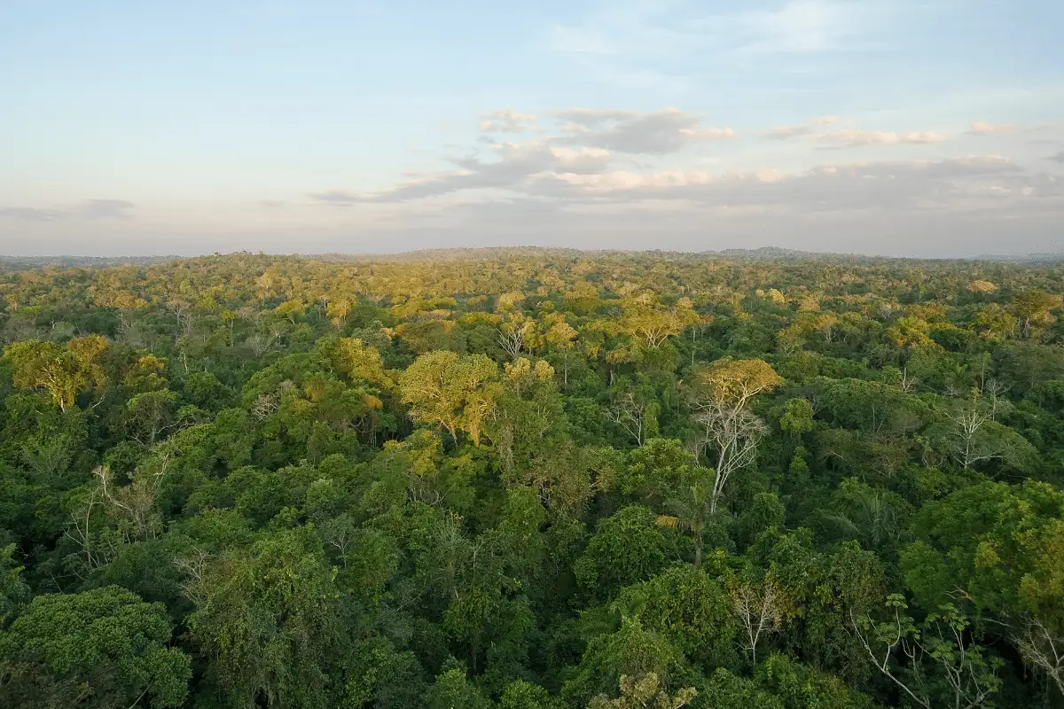 hutan Amazon.