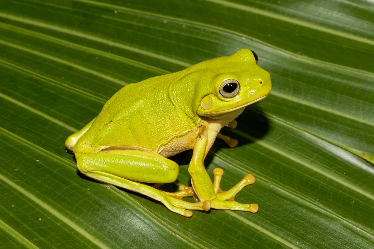 Katak