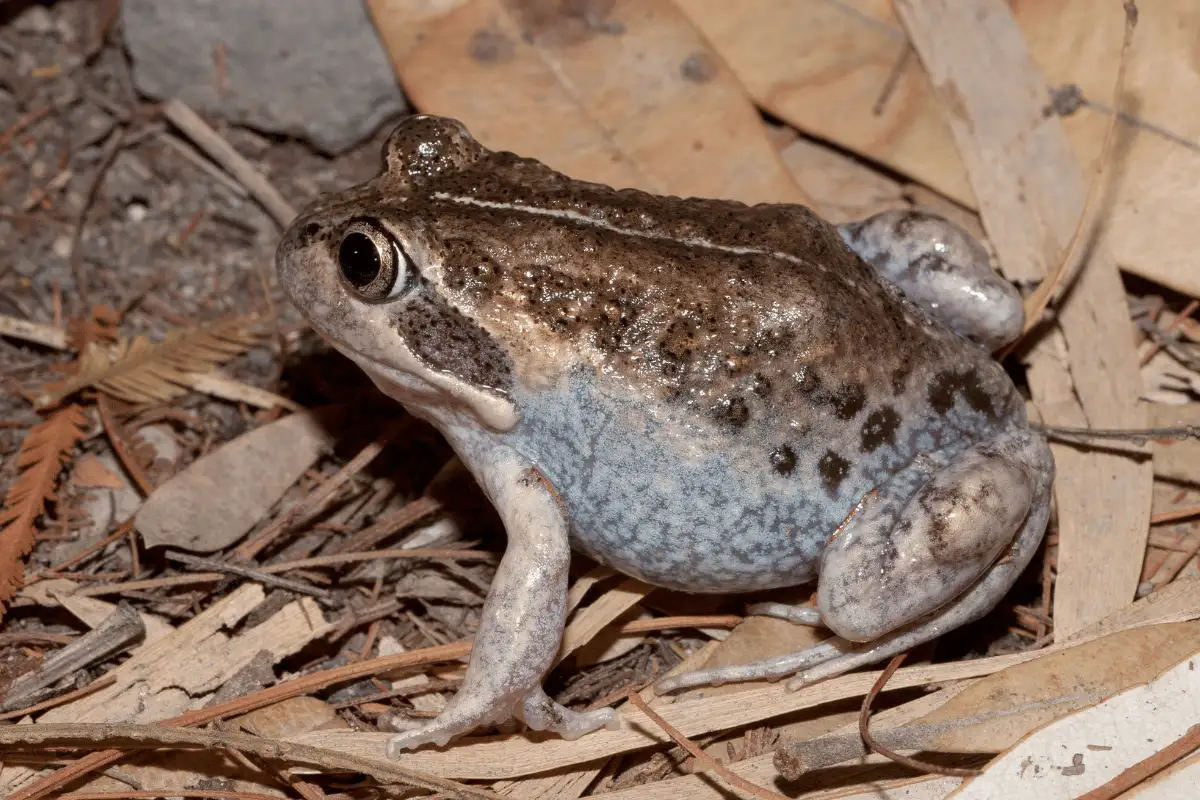 Katak Australia.