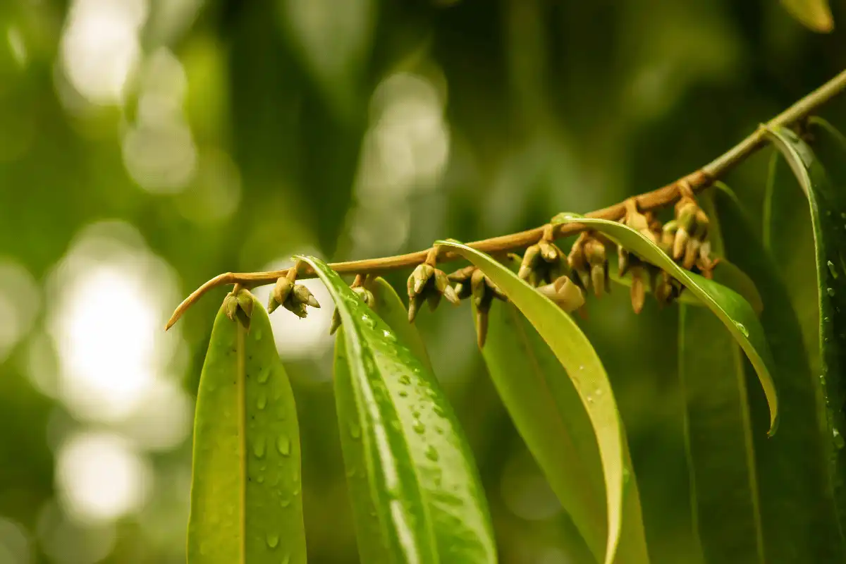 Kayu Eboni (Diospyros celebica)