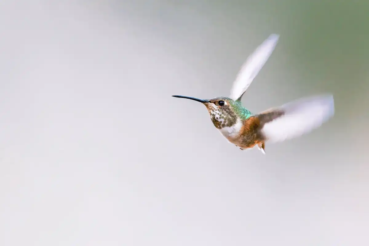 Burung Kolibri Lebah.