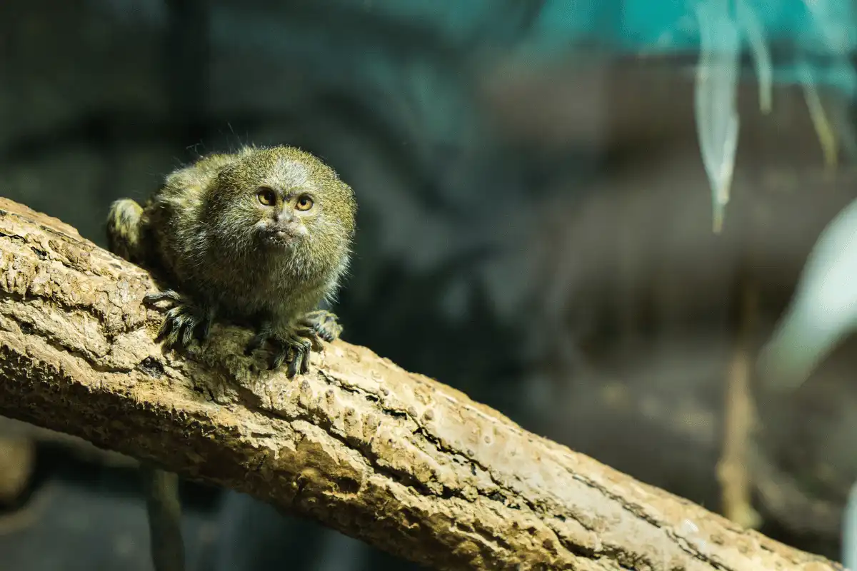 Pygmy Marmoset