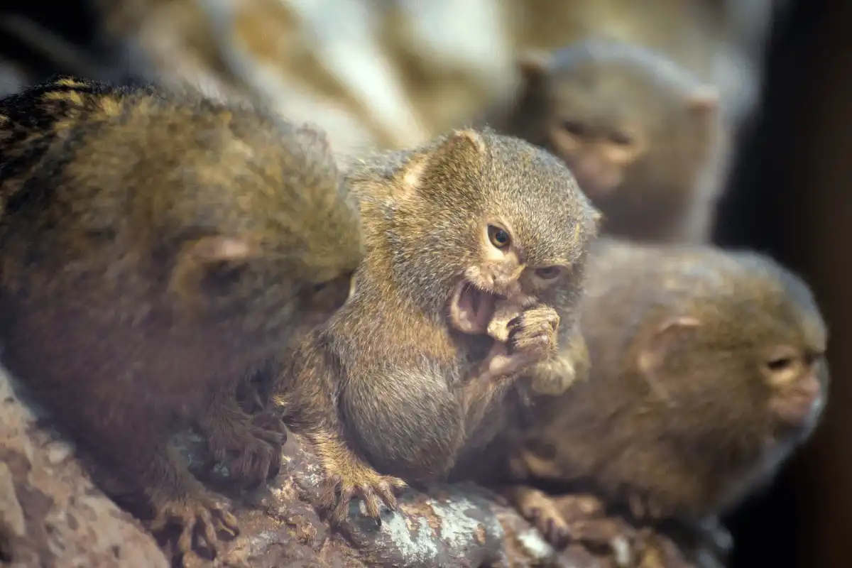 Pygmy Marmoset