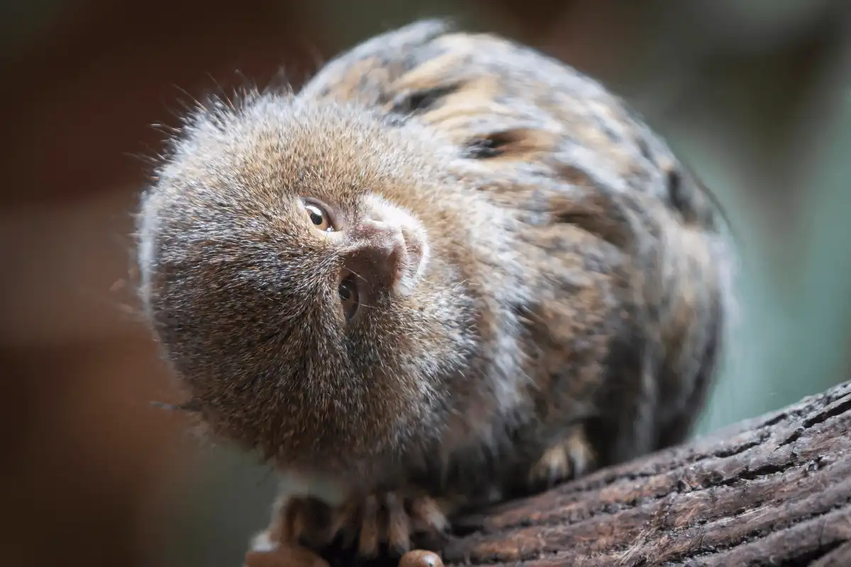 Pygmy Marmoset