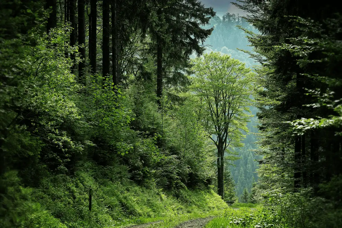 Hutan Belantara.