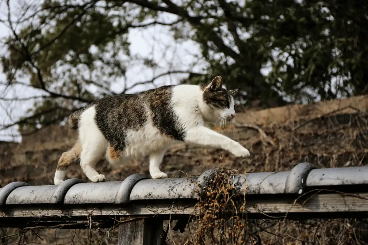 kucing sedang berjalan. 