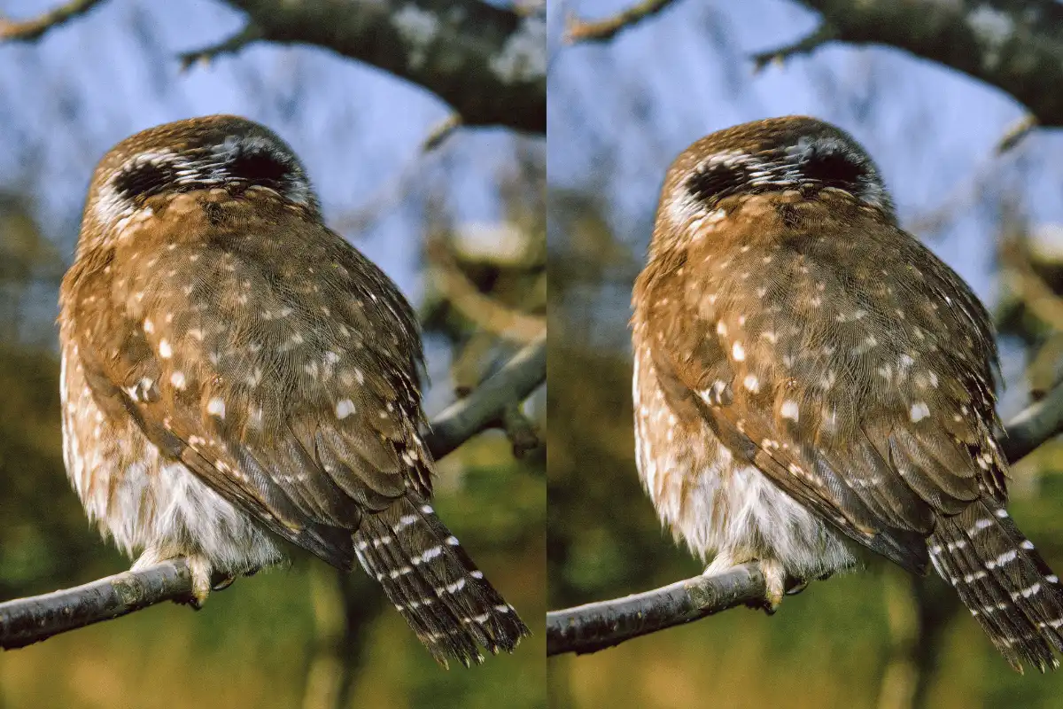 Northern Pygmy-owl.