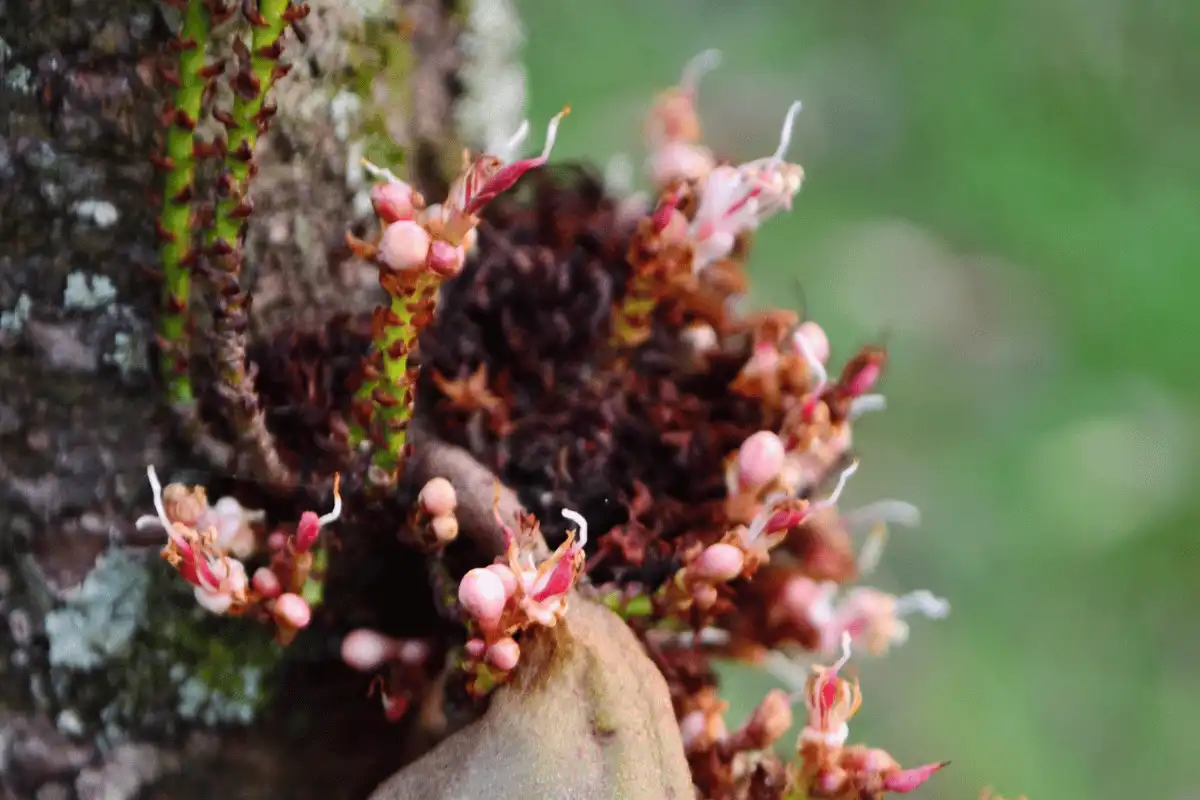 Ki Leho Beureum (Saurauia cauliflora)