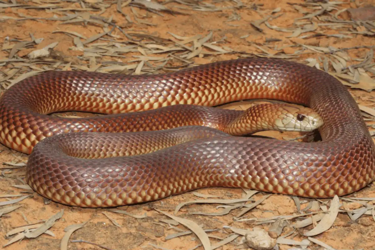 King Brown (Pseudechis australis)