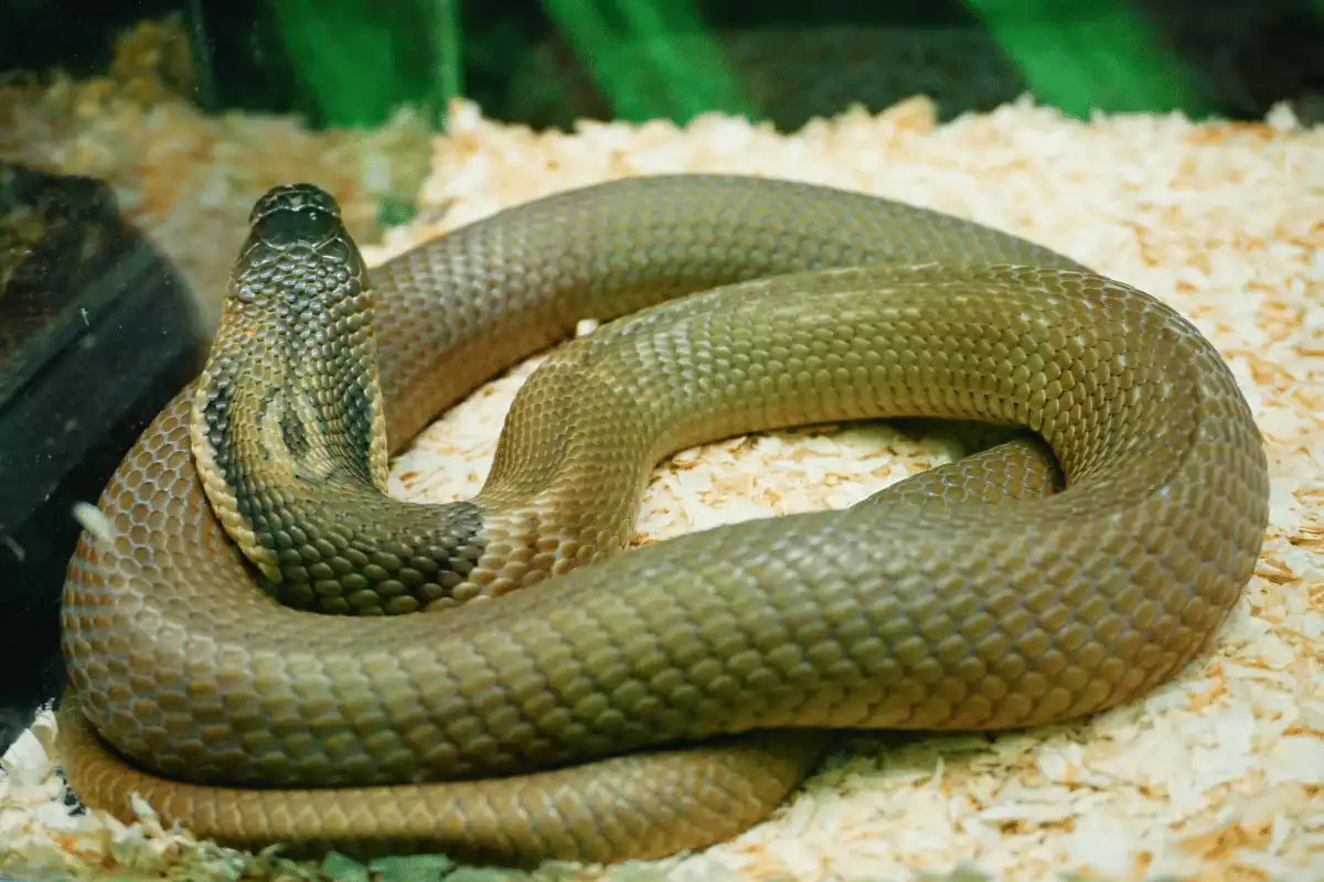 King Cobra (Ophiophagus hannah)