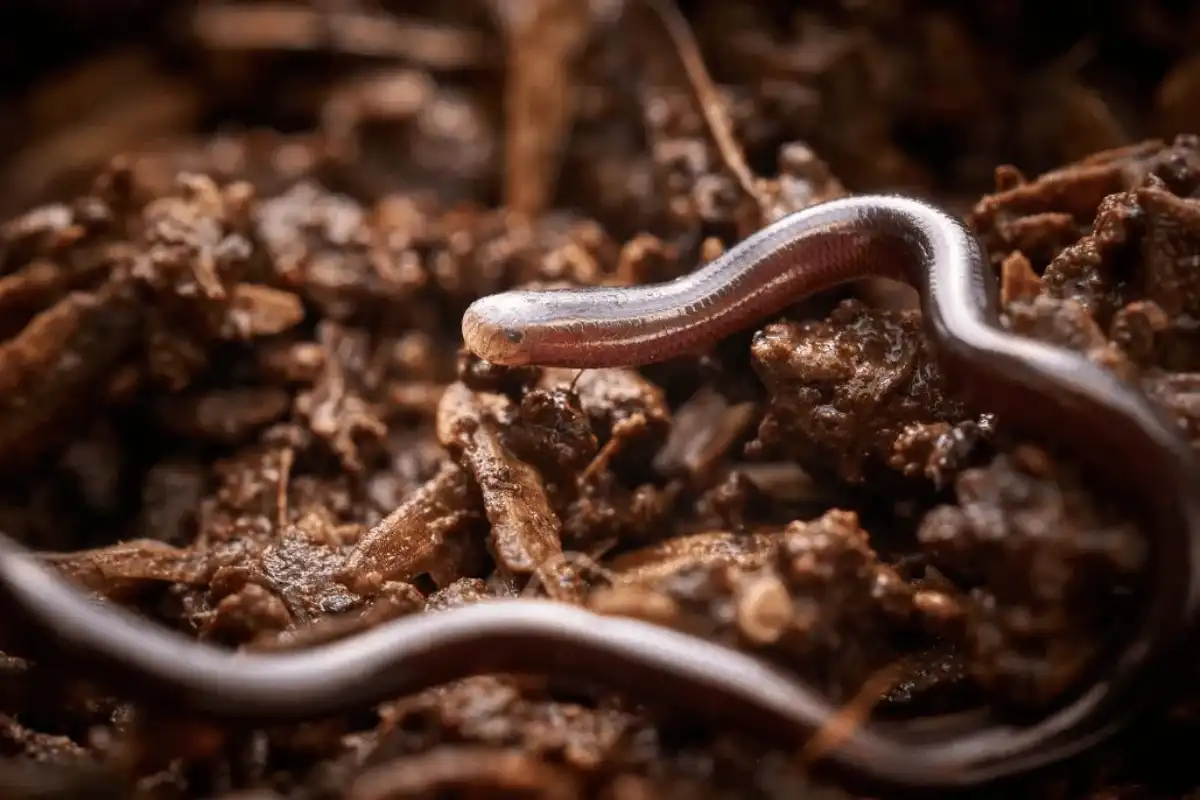 Barbados Threadsnake