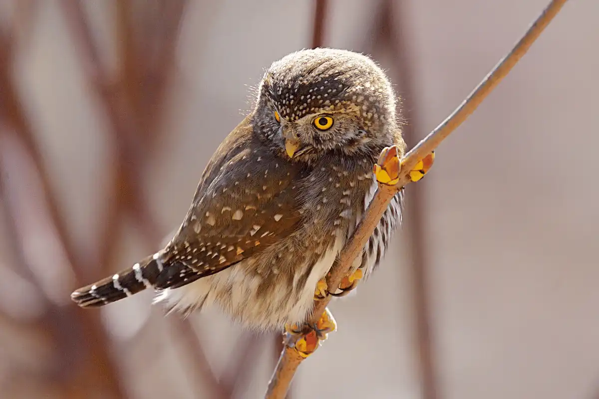 Northern Pygmy-owl