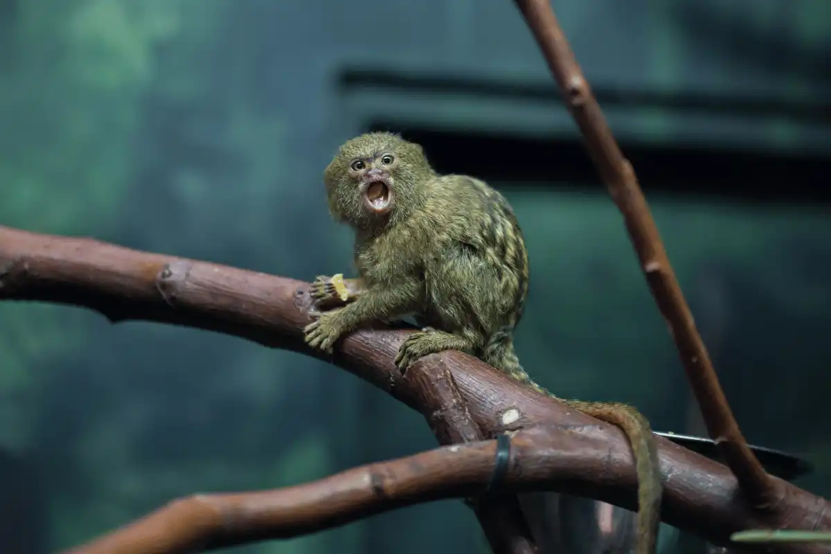 Pygmy Marmoset.