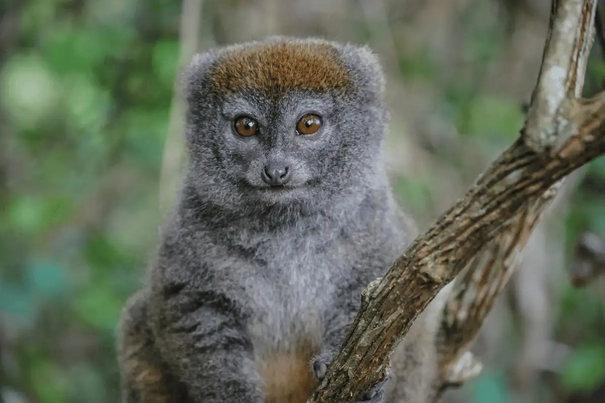 Lemur Bambu