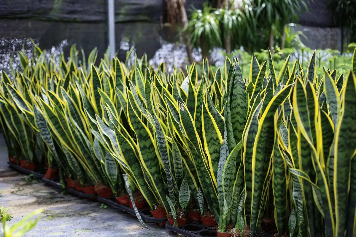 Lidah Mertua (Sansevieria)