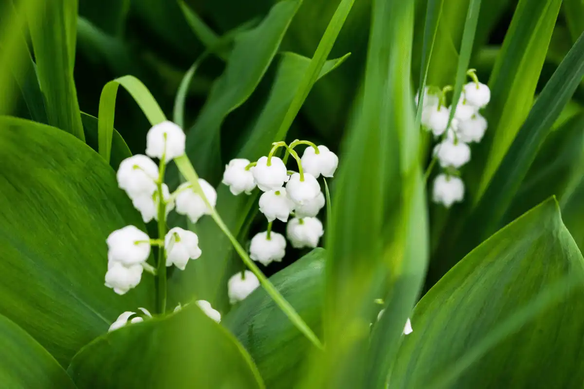 Lily-Of-The-Valley (Convallaria majalis)