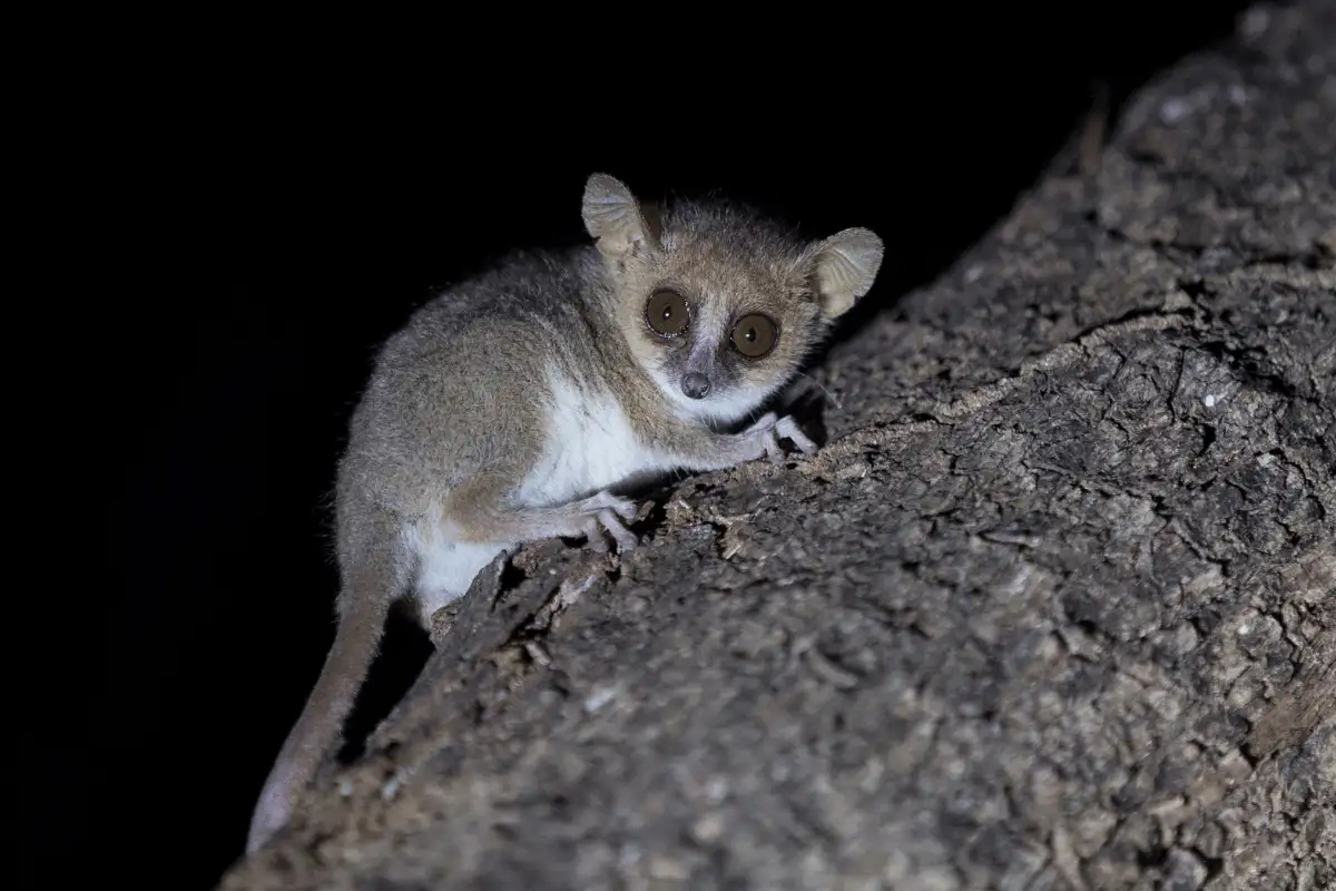 Madame Berthe’s Mouse Lemur