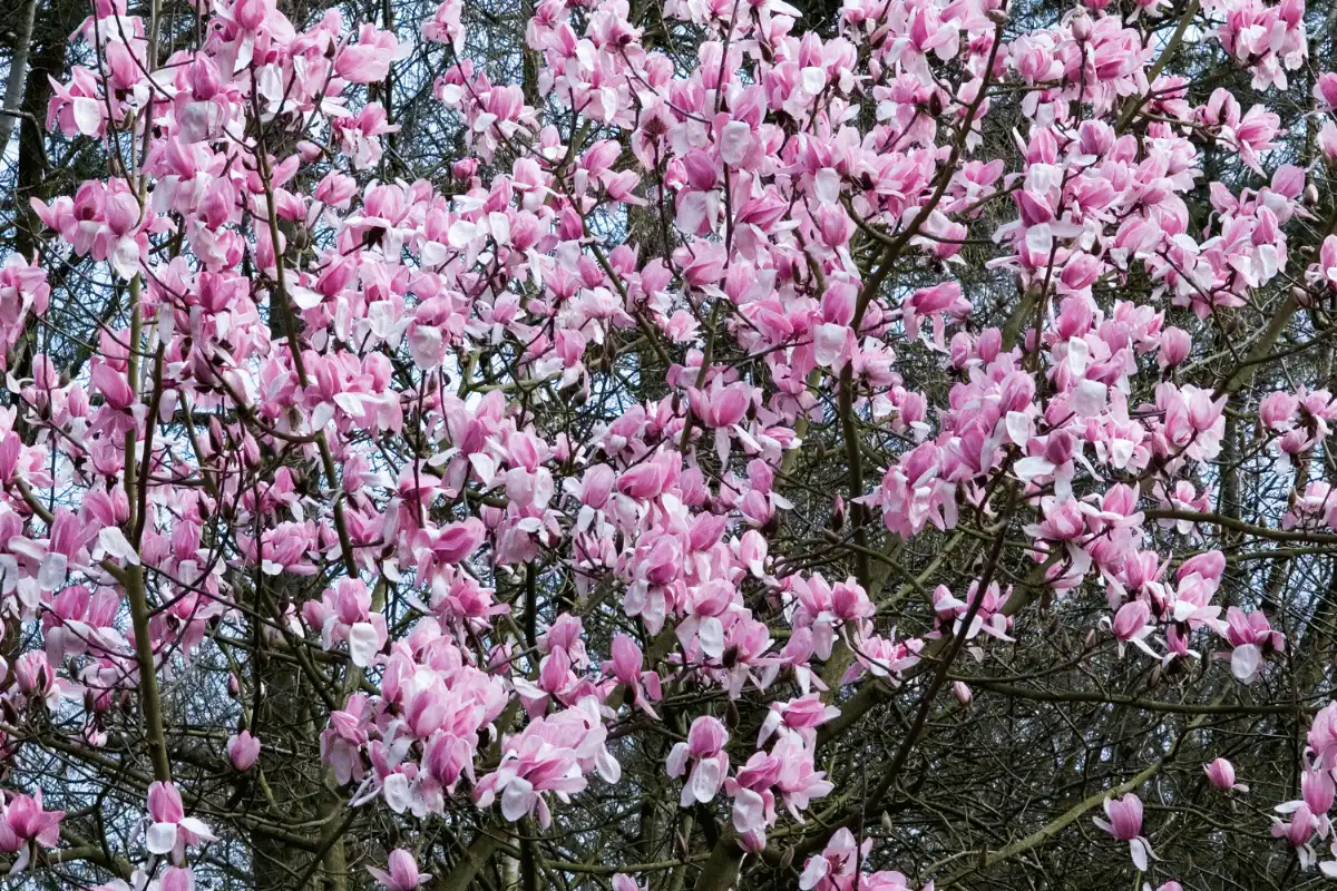 Magnolia Star Wars (Magnolia liliiflora x campbellii)