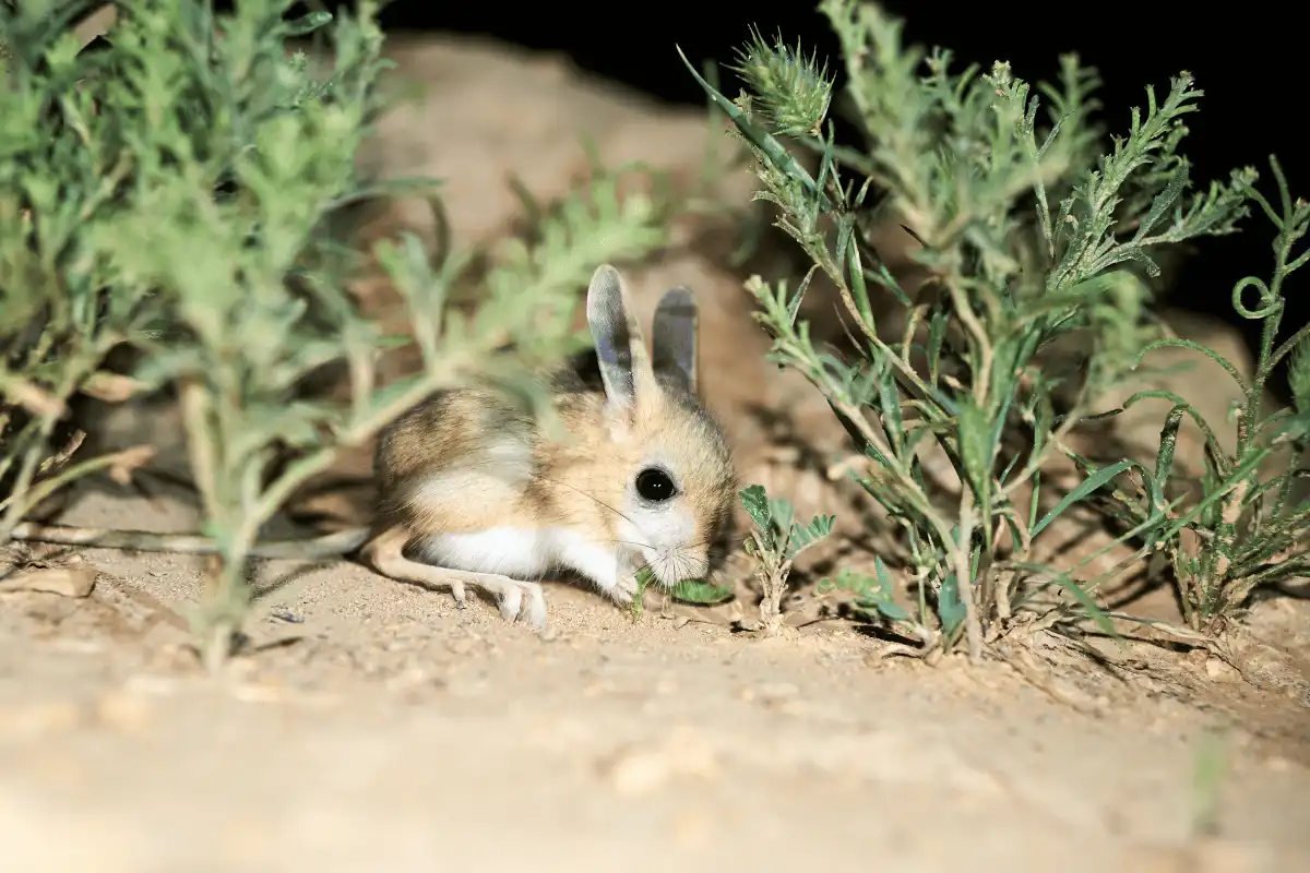 Baluchistan Pygmy Jerboa