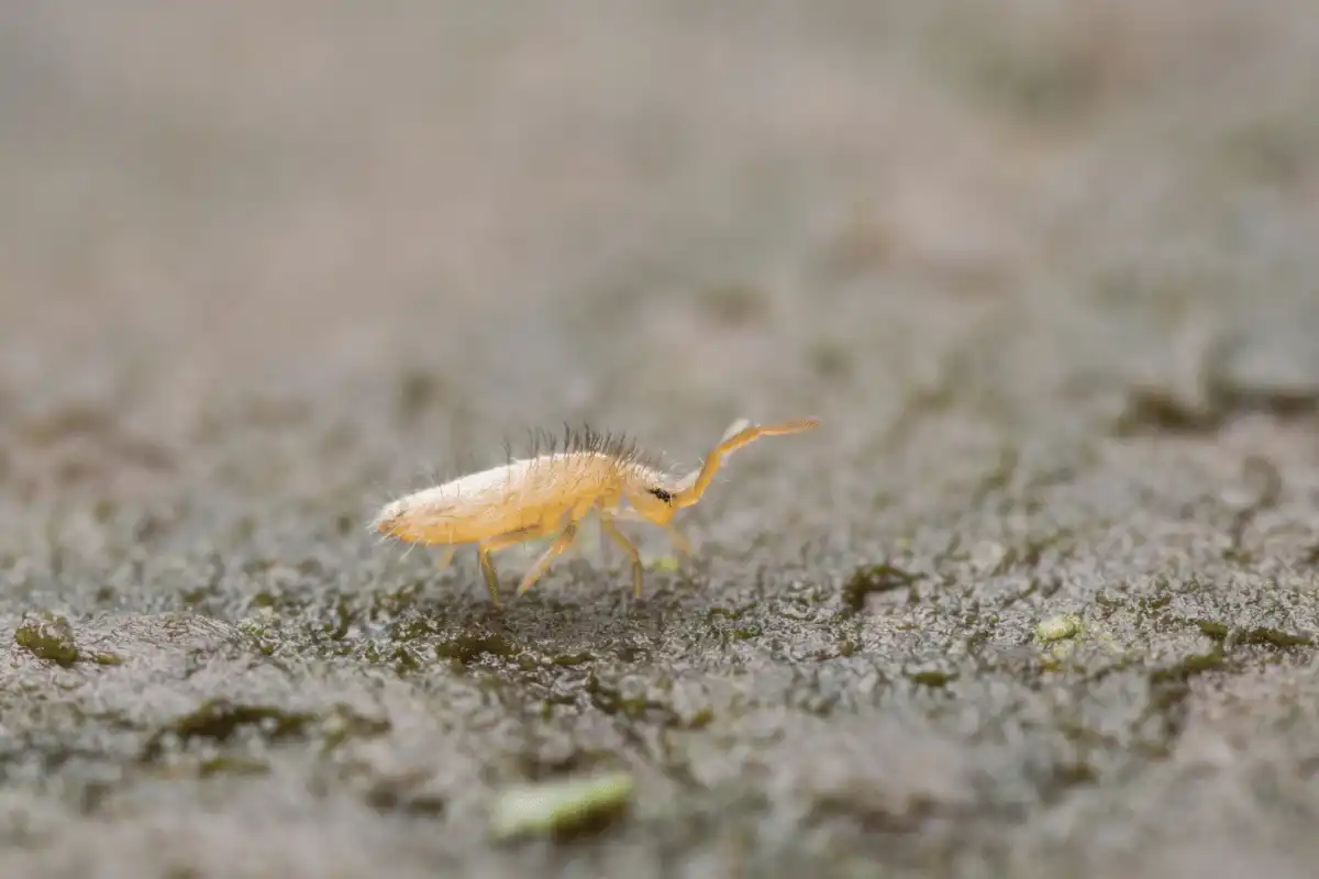 Paedophryne Amauensis