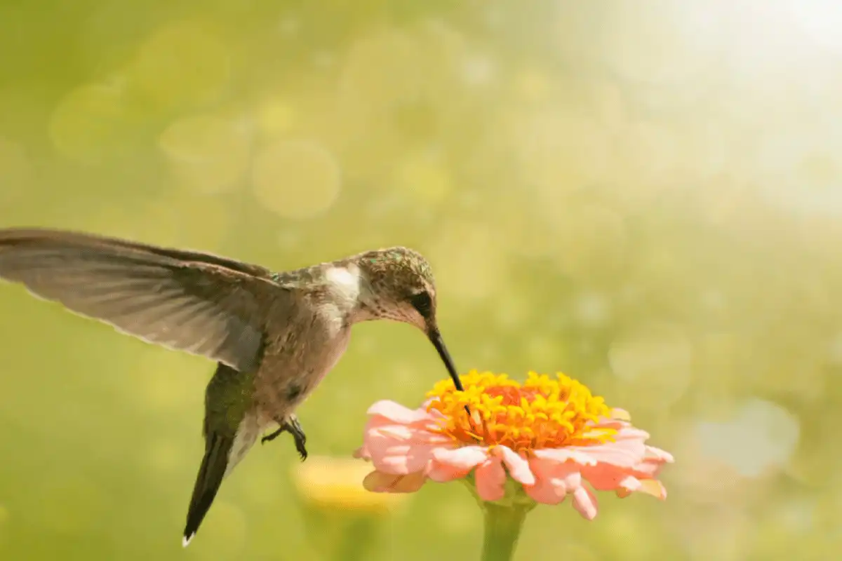 Burung Kolibri Lebah.