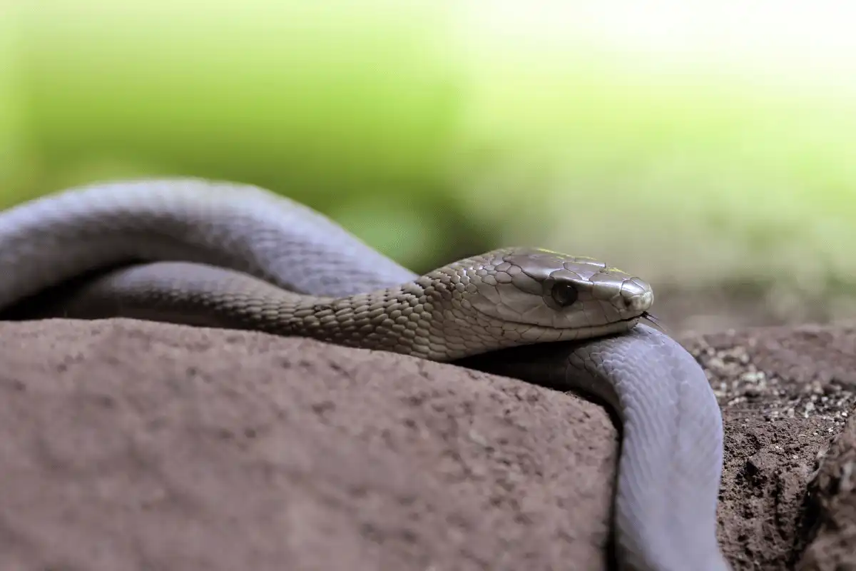 Mamba Hitam (Dendroaspis polylepis)