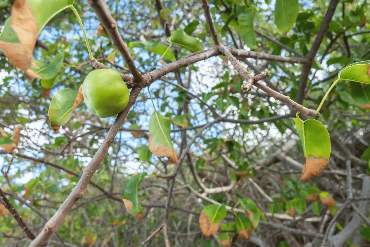 Manchineel (Hippomane mancinella)