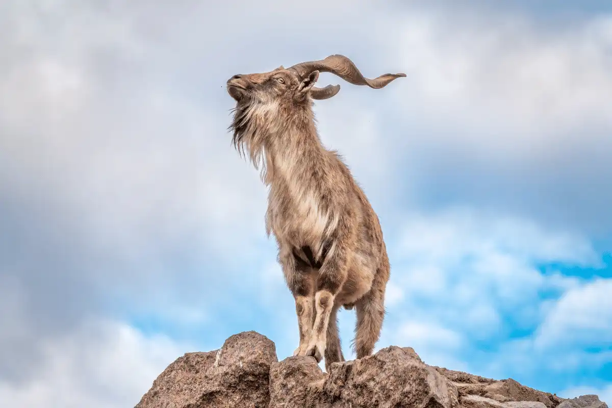 Markhor