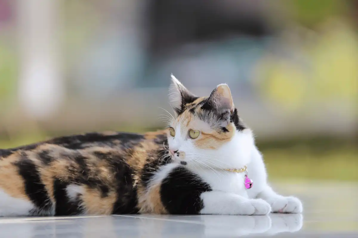 kucing Calico. 