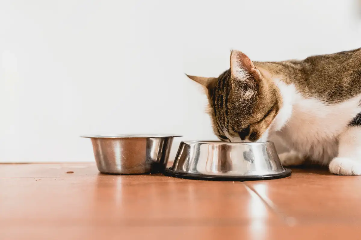 Kucing sedang makan.