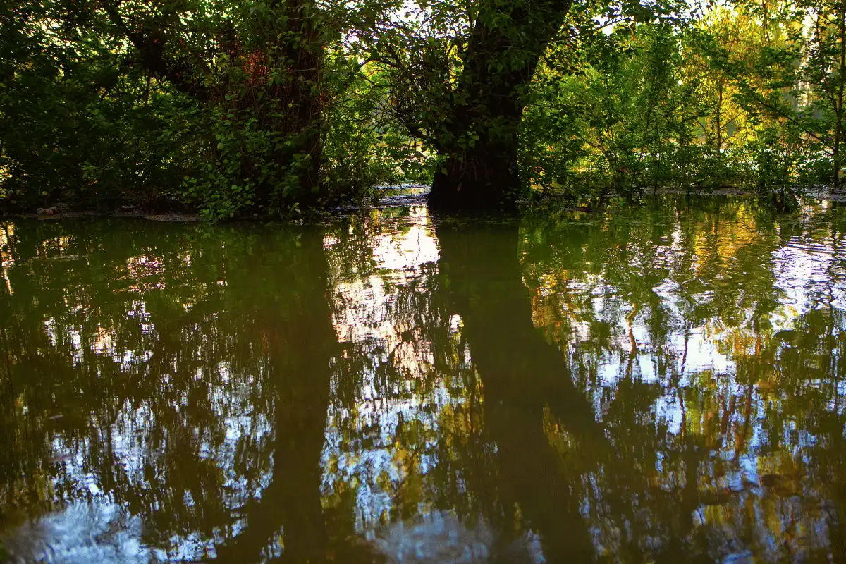 banjir yang adi di hutan